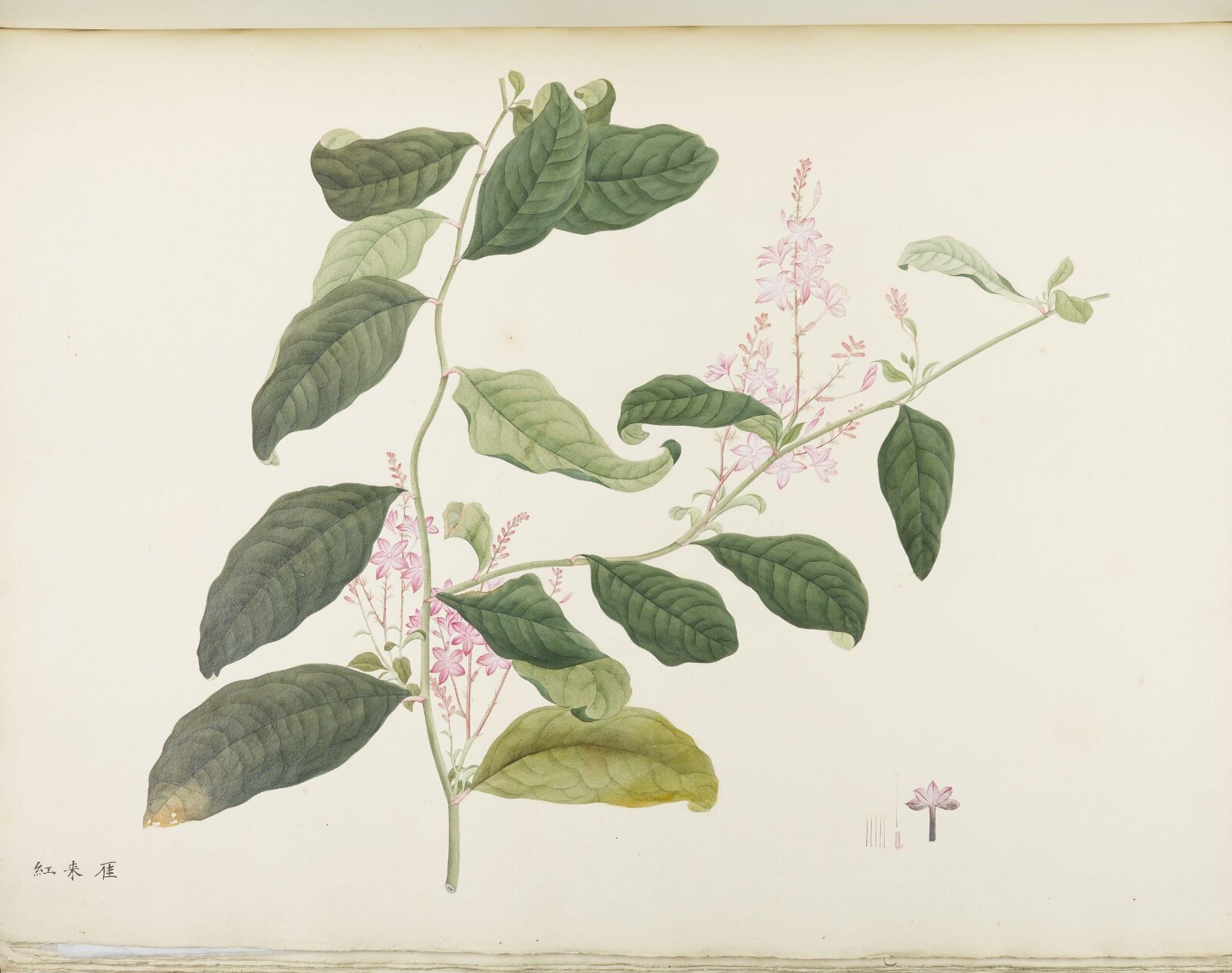 Flowers and Fruits, 19th century