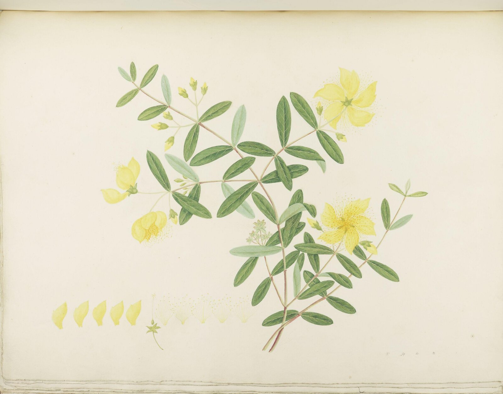 Flowers and Fruits, 19th century