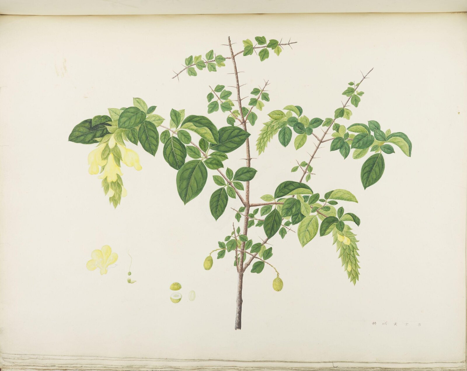 Flowers and Fruits, 19th century