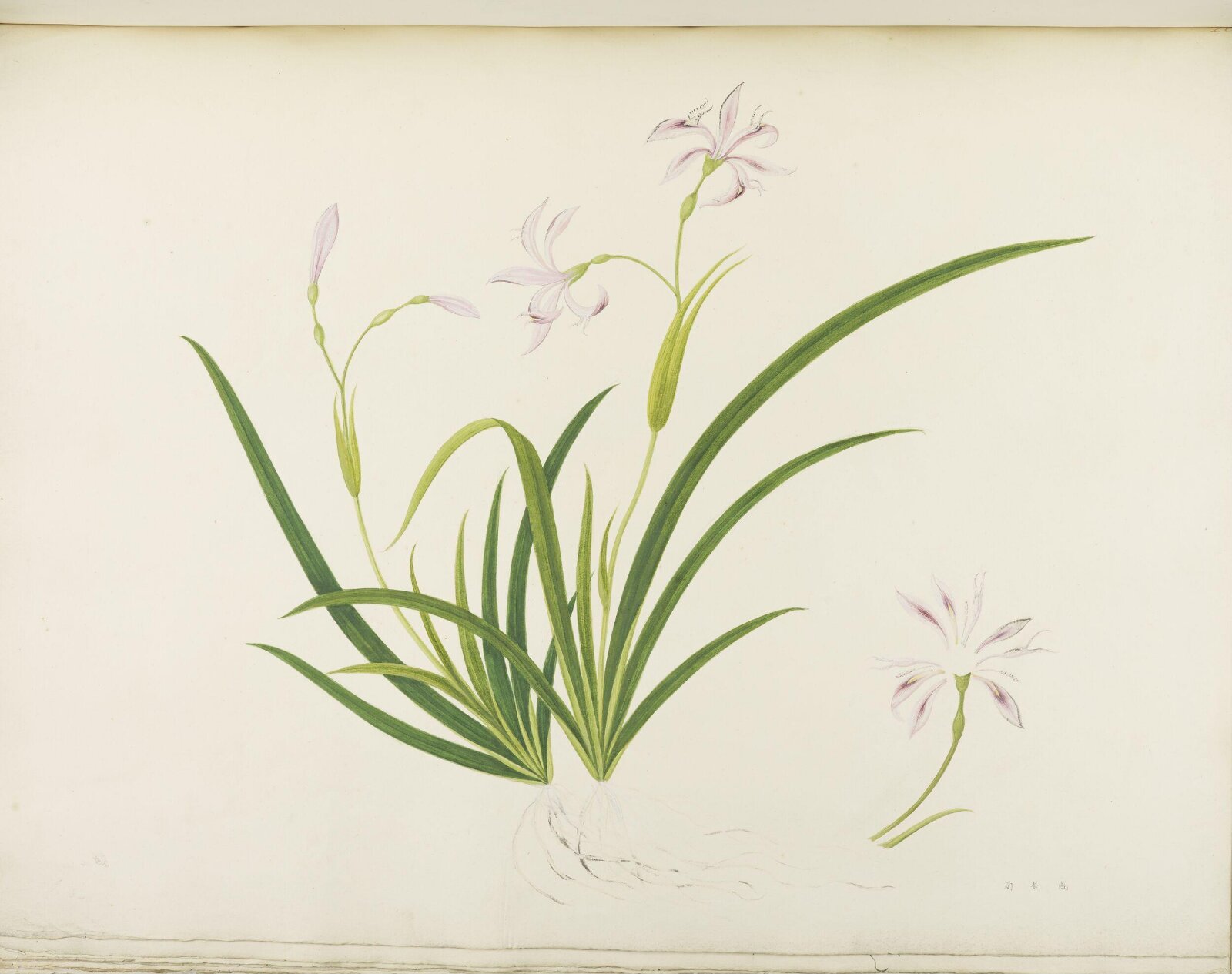Flowers and Fruits, 19th century
