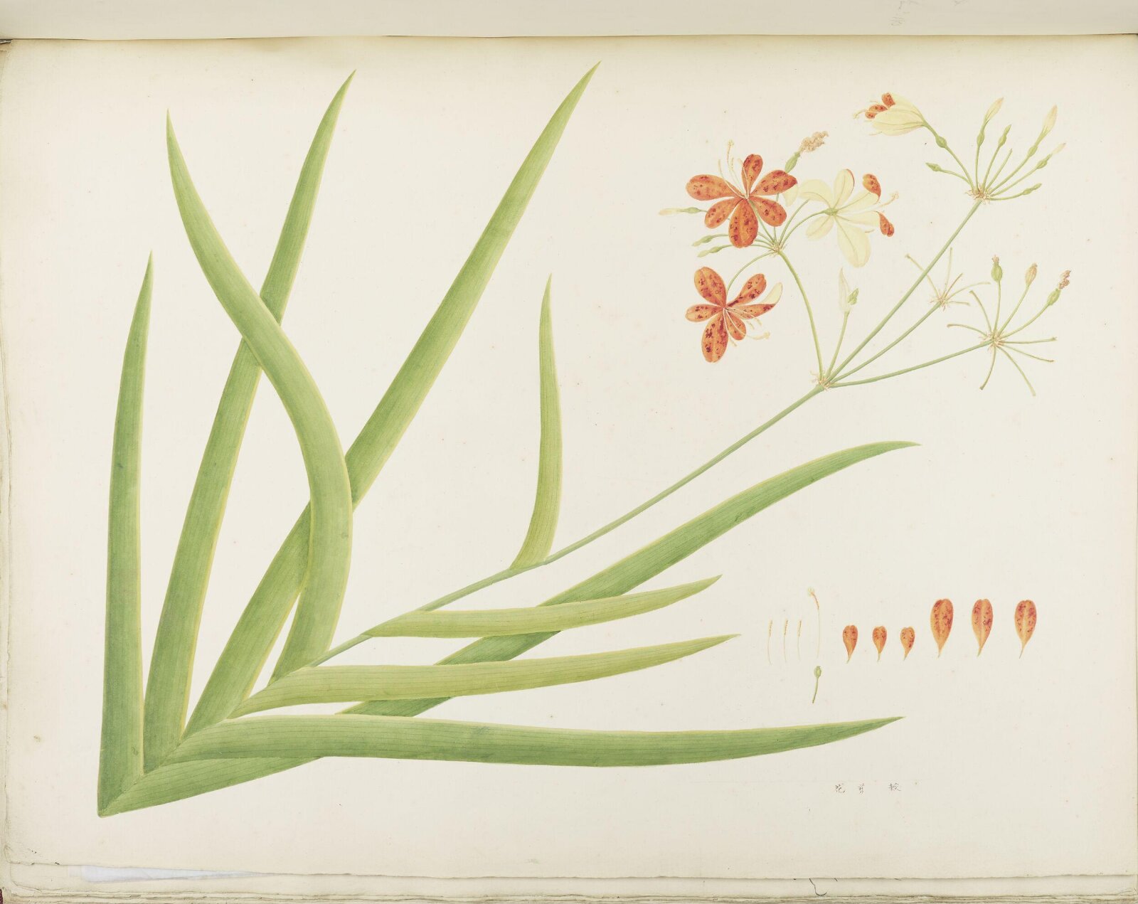 Flowers and Fruits, 19th century