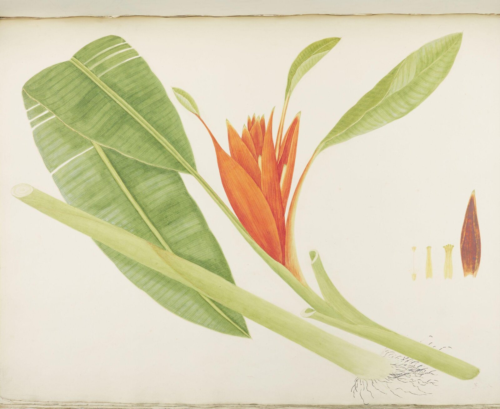Flowers and Fruits, 19th century
