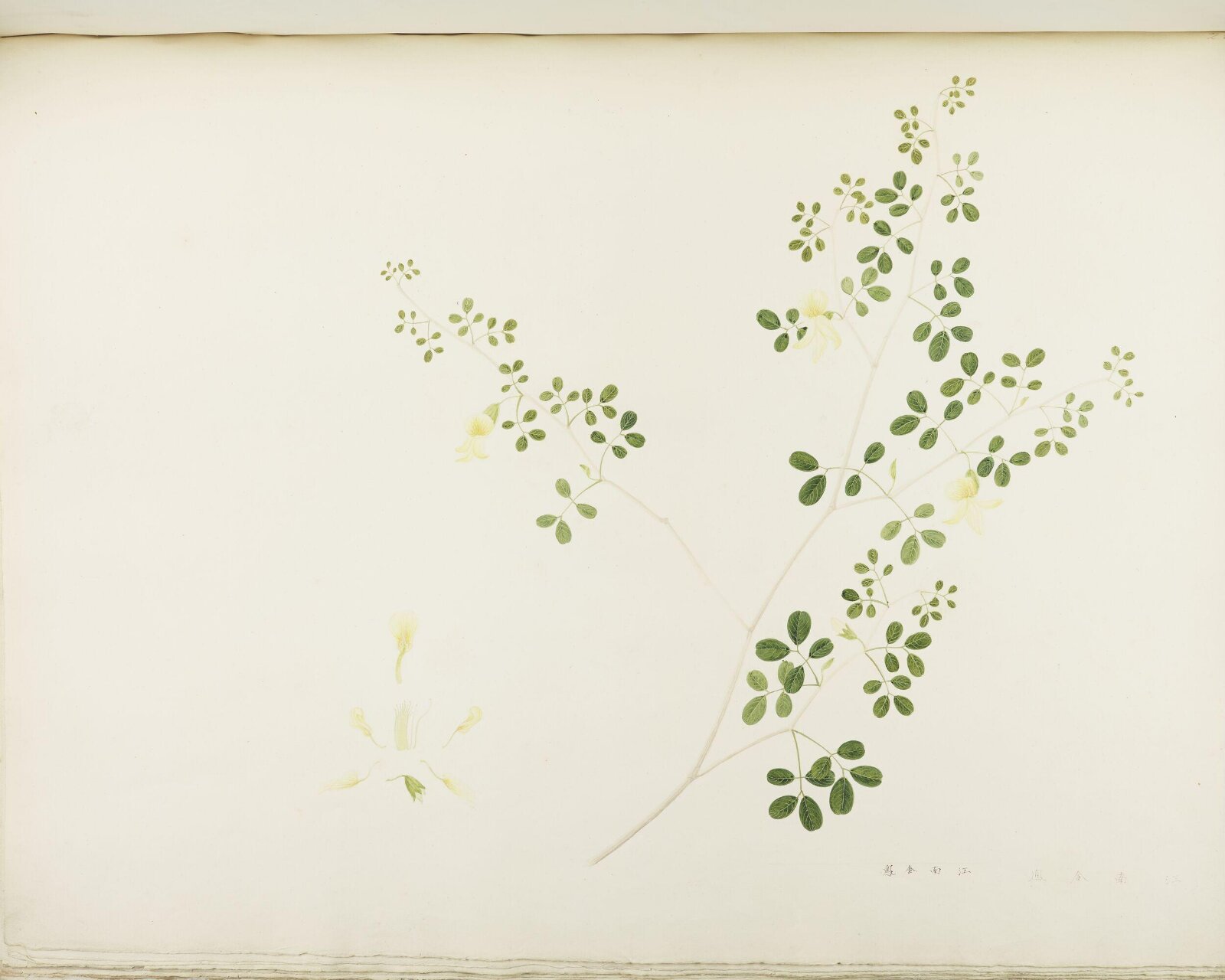 Flowers and Fruits, 19th century