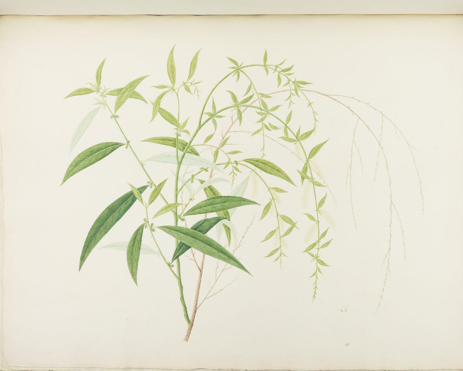 Flowers and Fruits, 19th century