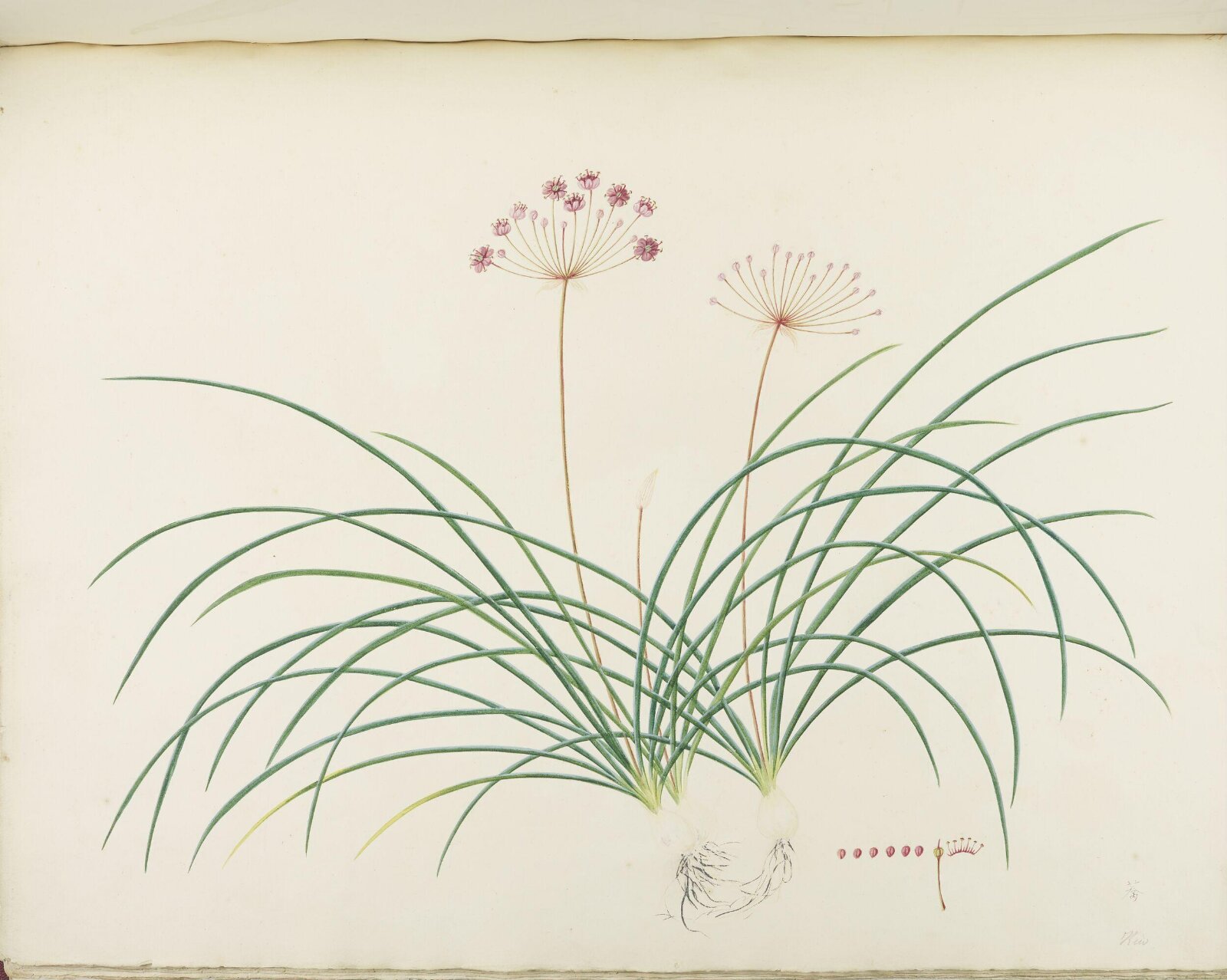 Flowers and Fruits, 19th century