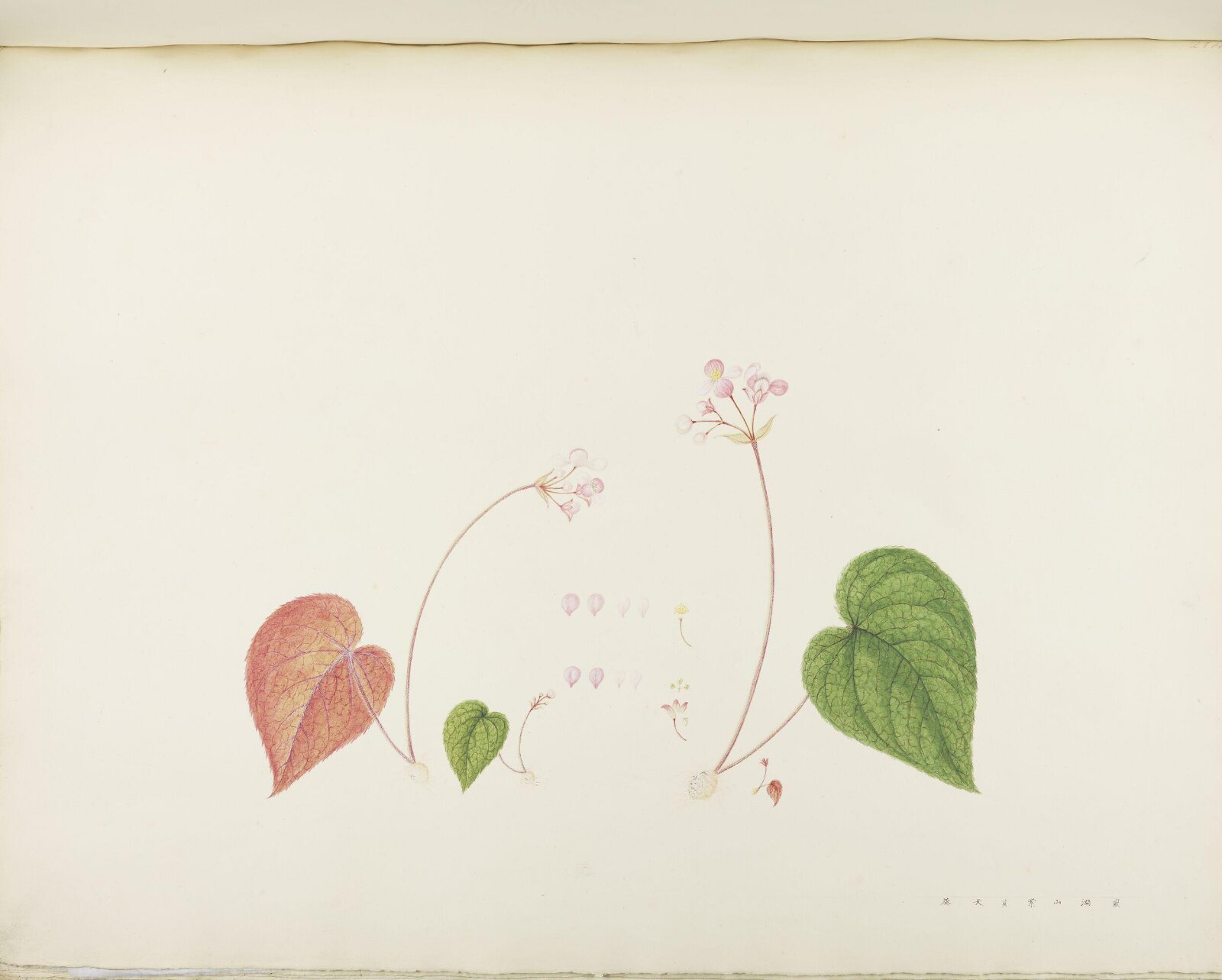 Flowers and Fruits, 19th century