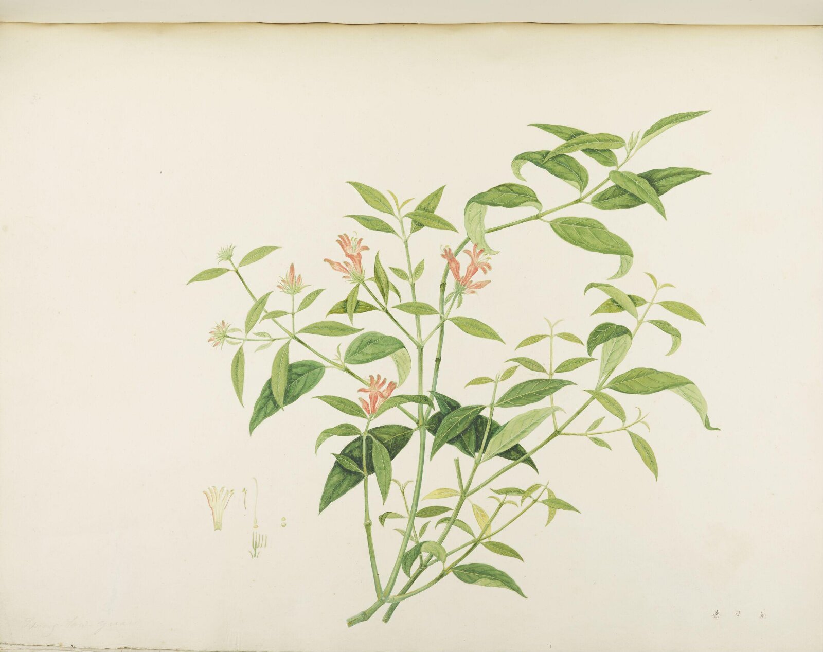 Flowers and Fruits, 19th century