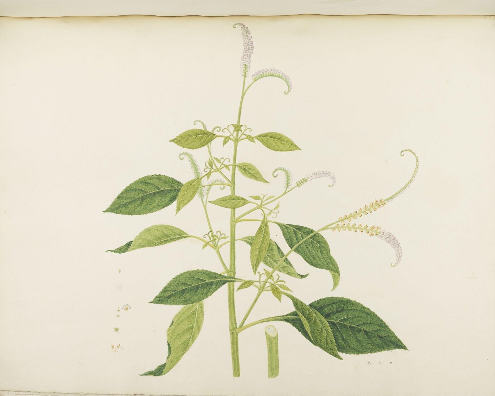 Flowers and Fruits, 19th century