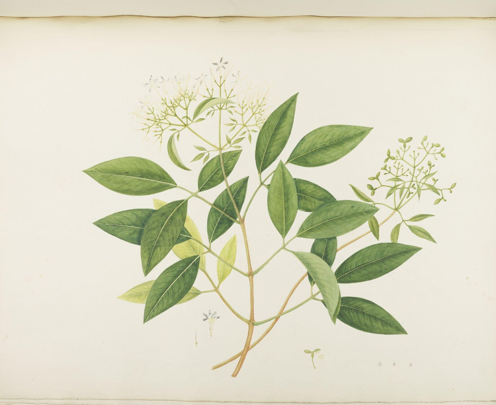 Flowers and Fruits, 19th century