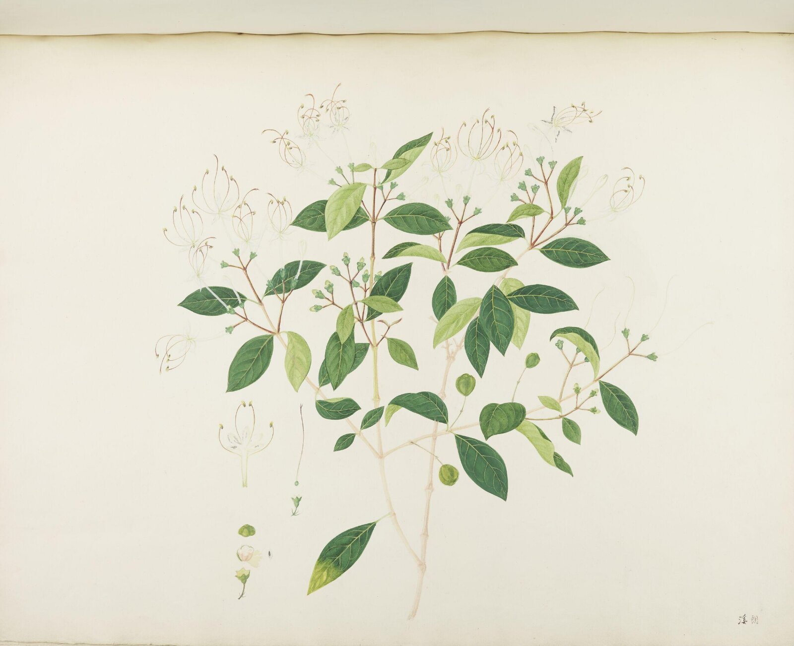 Flowers and Fruits, 19th century