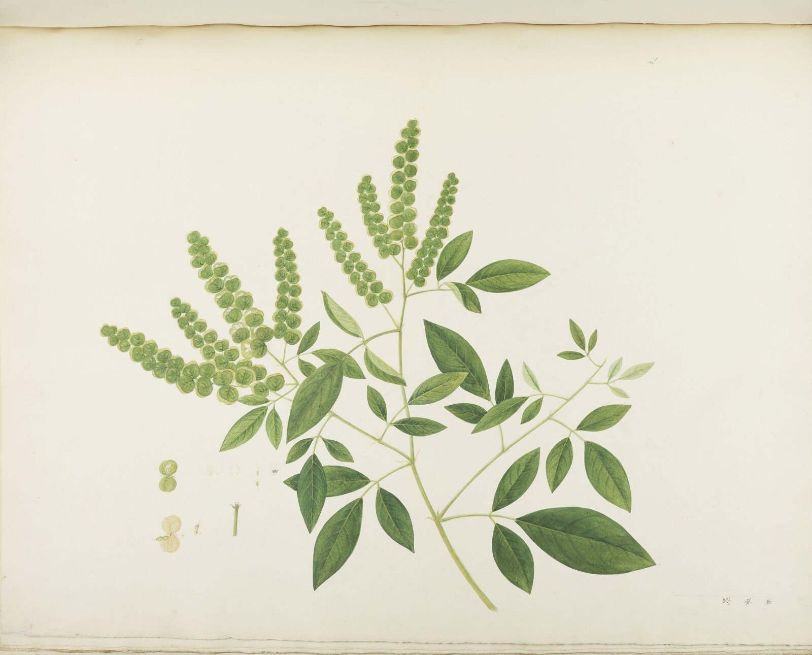 Flowers and Fruits, 19th century
