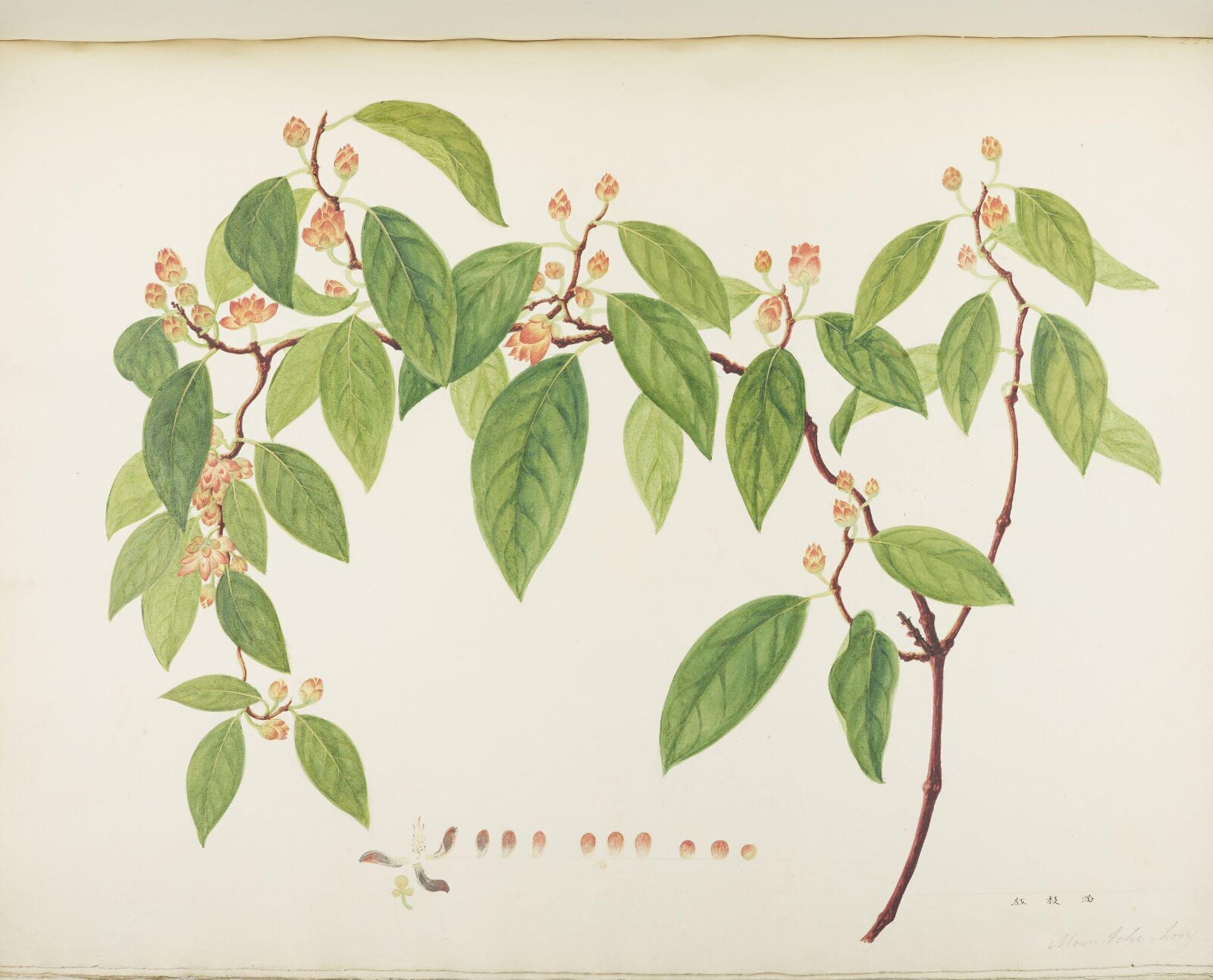 Flowers and Fruits, 19th century