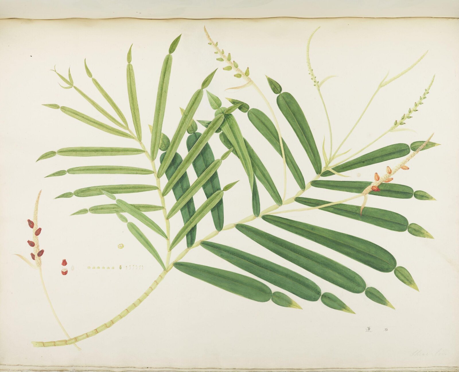 Flowers and Fruits, 19th century