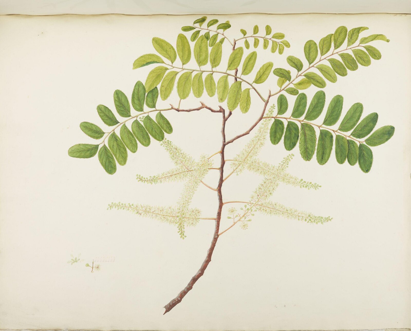 Flowers and Fruits, 19th century