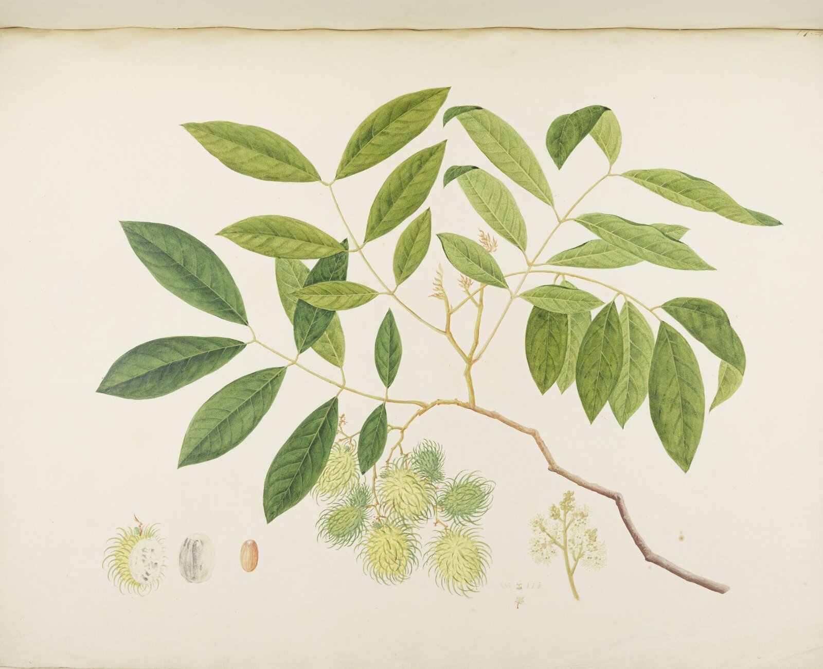 Flowers and Fruits, 19th century