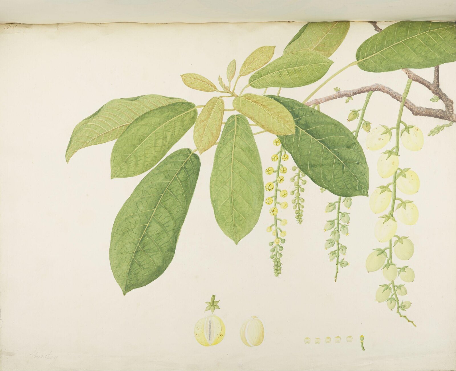 Flowers and Fruits, 19th century