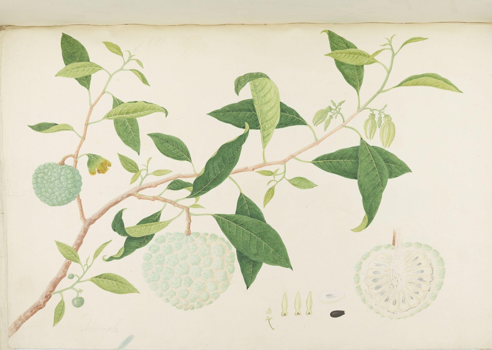 Flowers and Fruits, 19th century