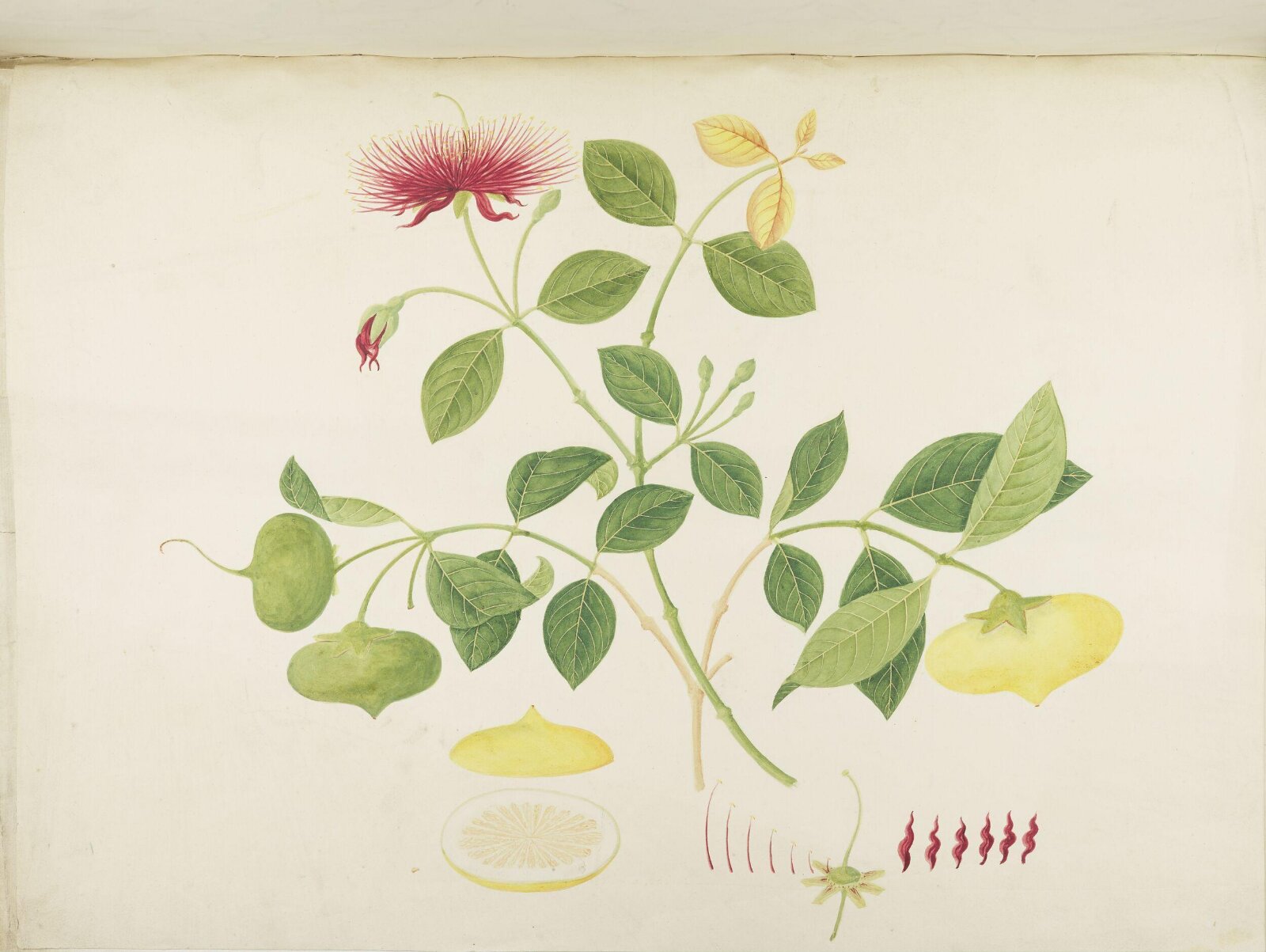Flowers and Fruits, 19th century