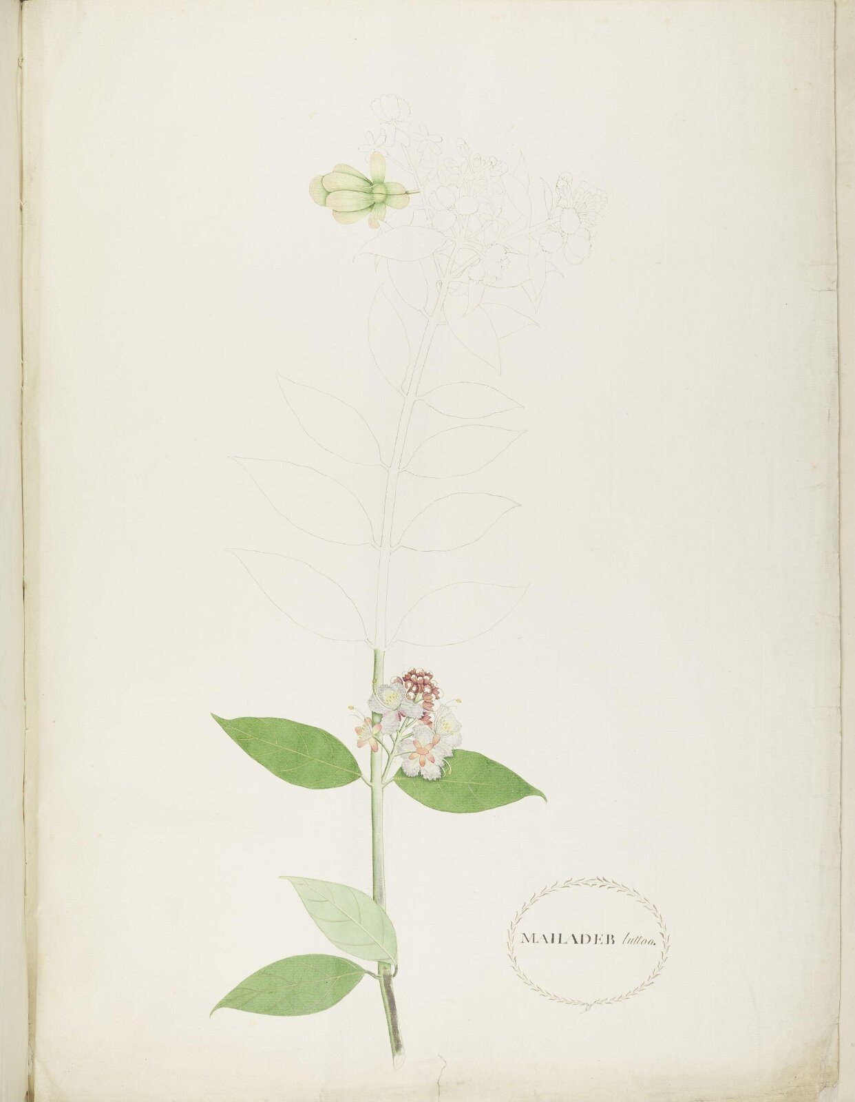 Flowers and Fruits, 19th century