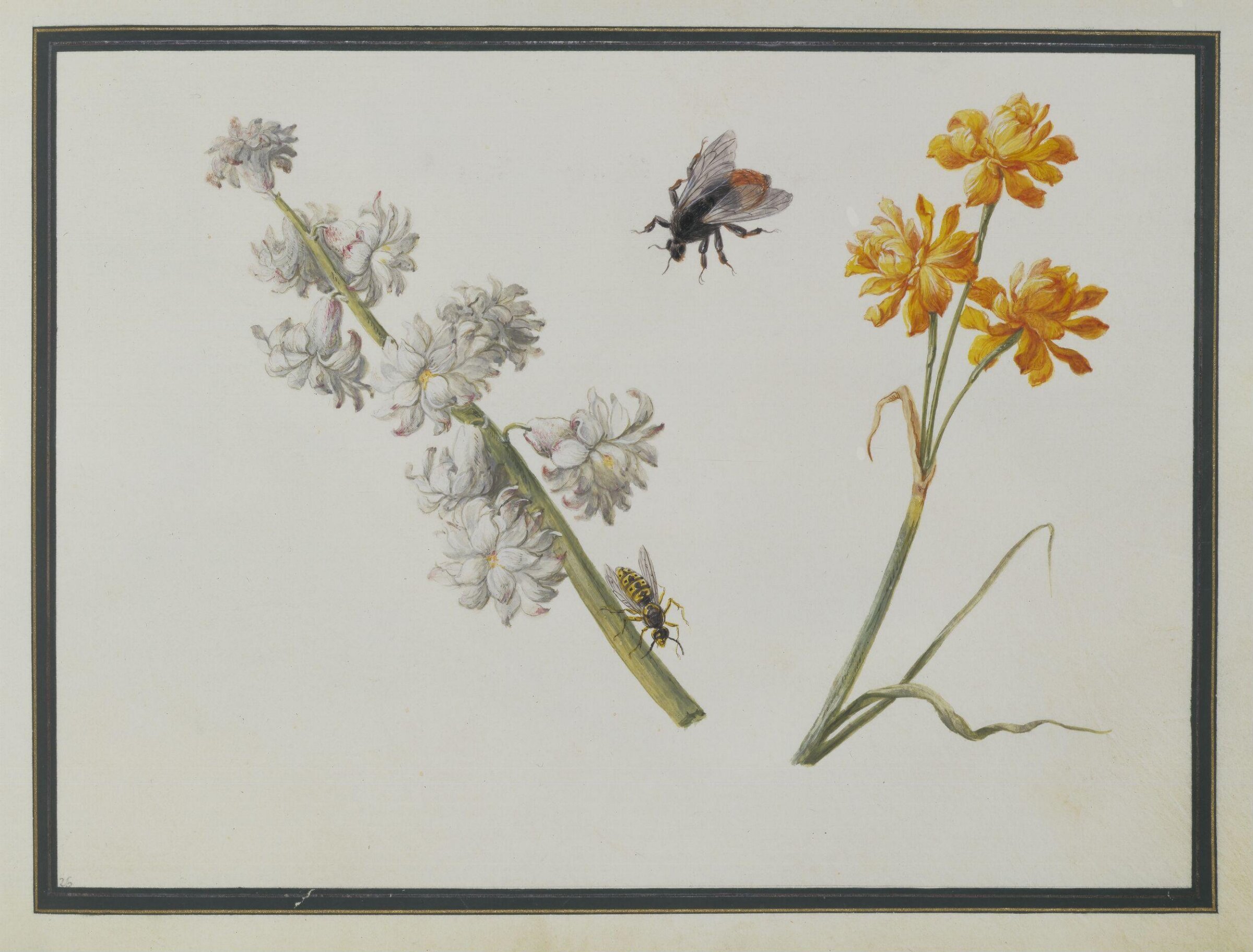 Watercolour drawing, Claude Aubriet, c.1690