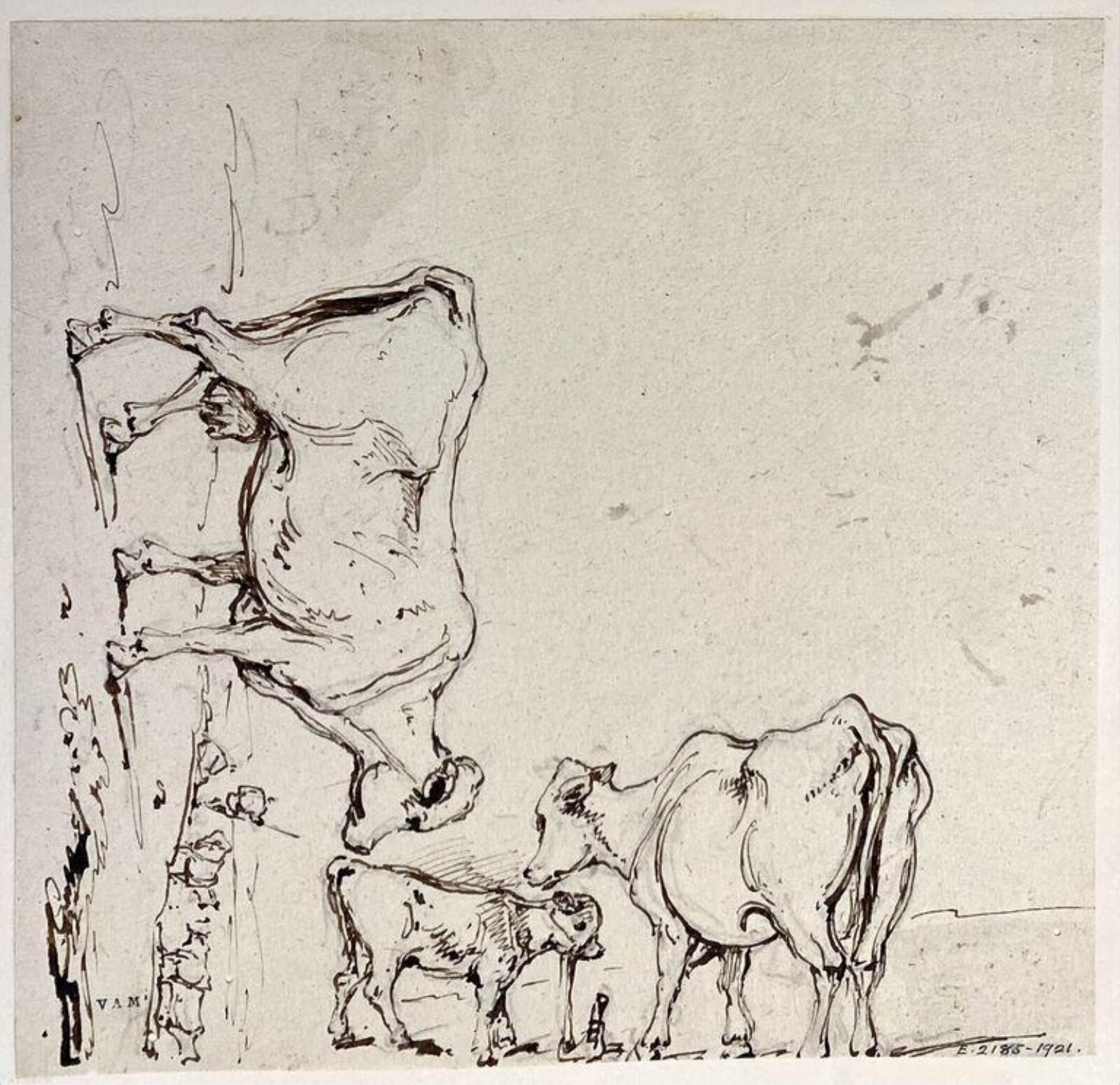 Studies of cattle, George Chinnery, 29/09/1825 - 30/05/1852