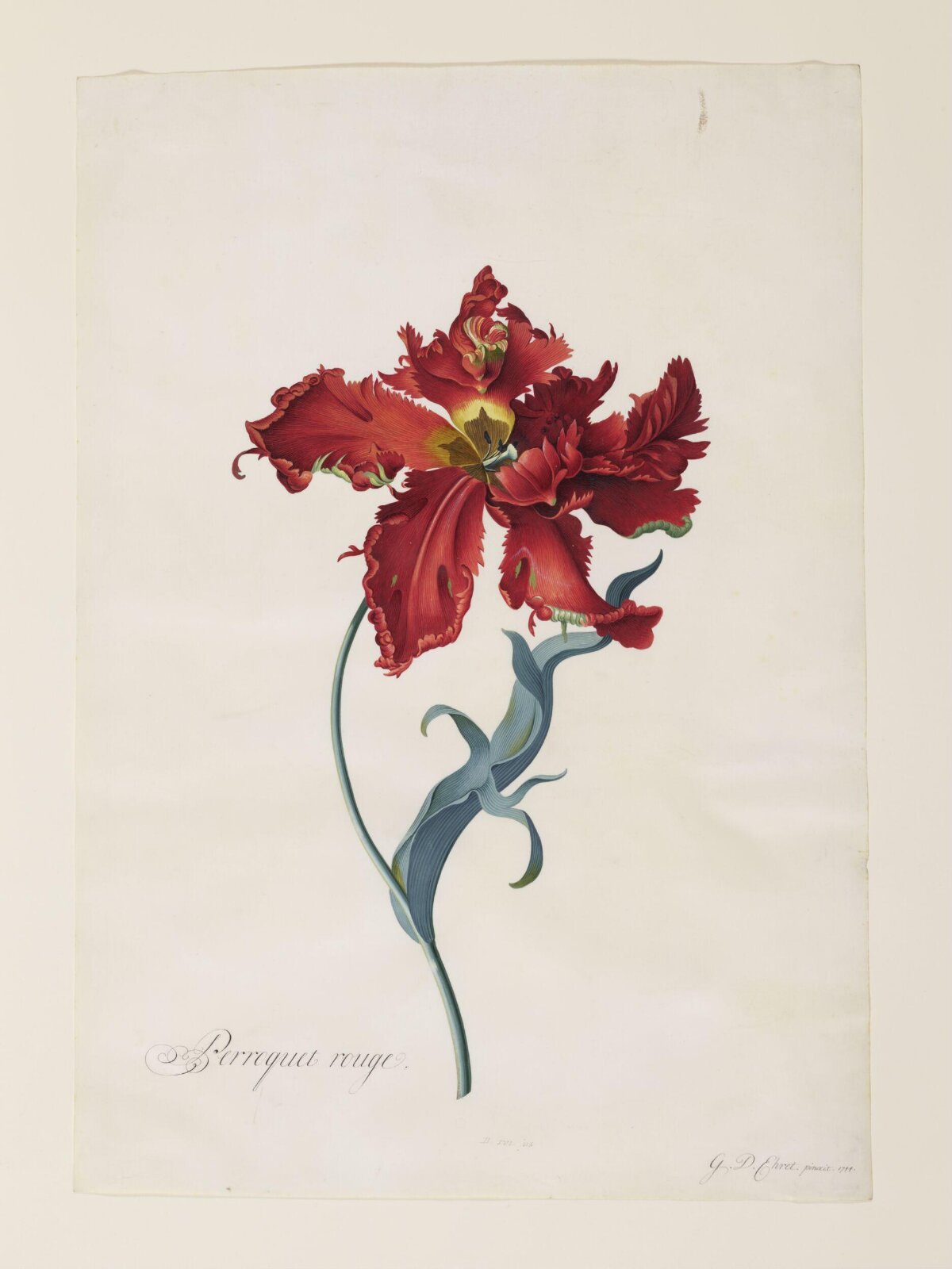 Perroquet Rouge, Georg Dionysus Ehret, ca. 1744