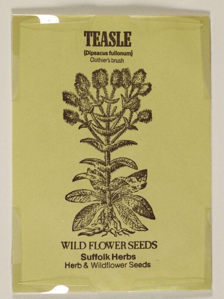 Teasle (Dipsacus fullonum). Clothier's Brush. top image