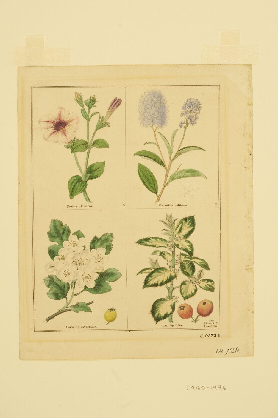 Unknown, Print