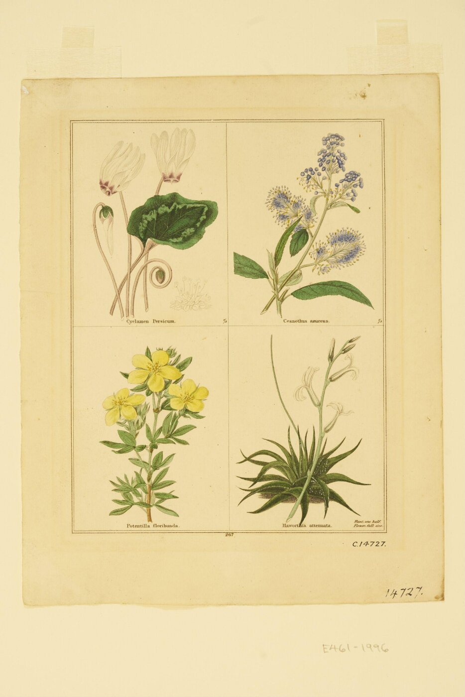 Unknown, Print