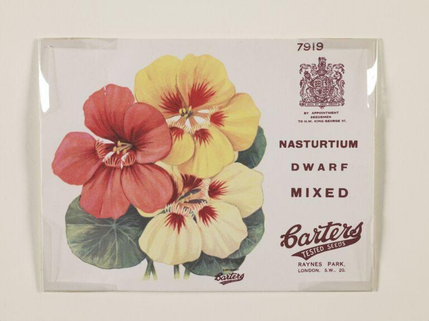 Unknown, Nasturtium Dwarf Mixed.