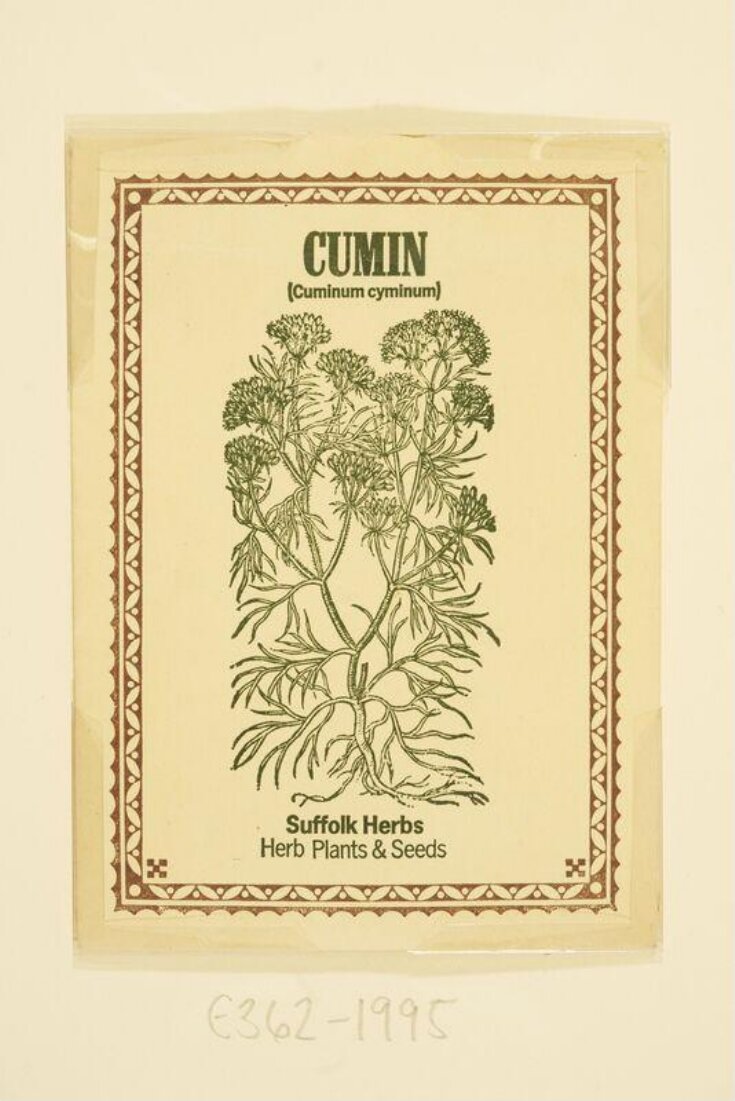 Cumin (Cuminum cyminum) image