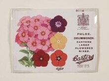Phlox. Drummondi. Carters Large Flowered Mixed. thumbnail 1