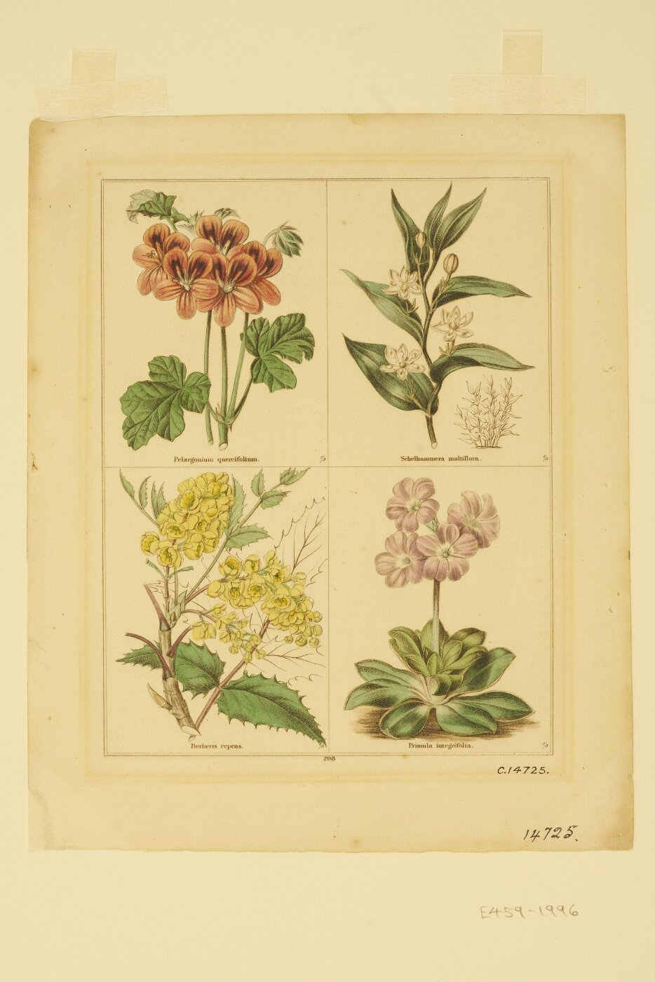 Unknown, Print