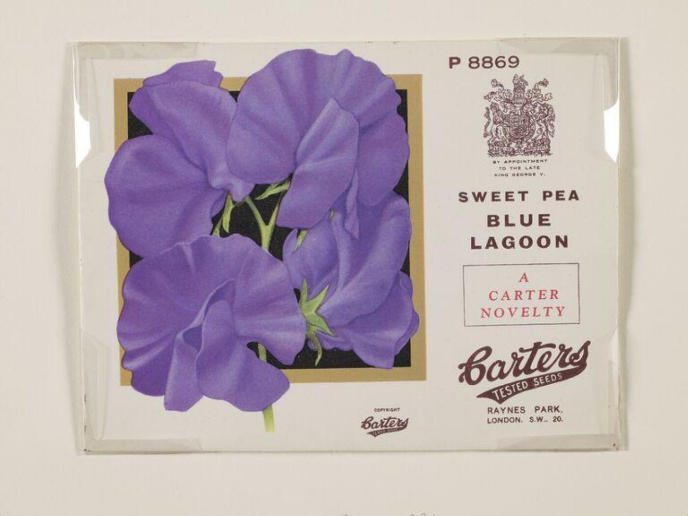 Unknown, Sweet Pea Blue Lagoon.