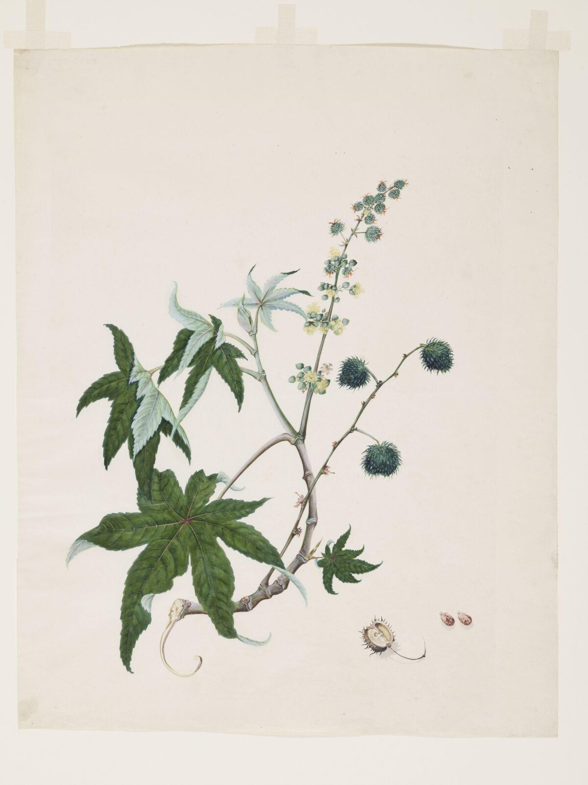 Ricinus communis L., first quarter 19th century
