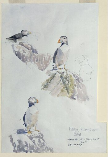 Field Sketches of Puffins