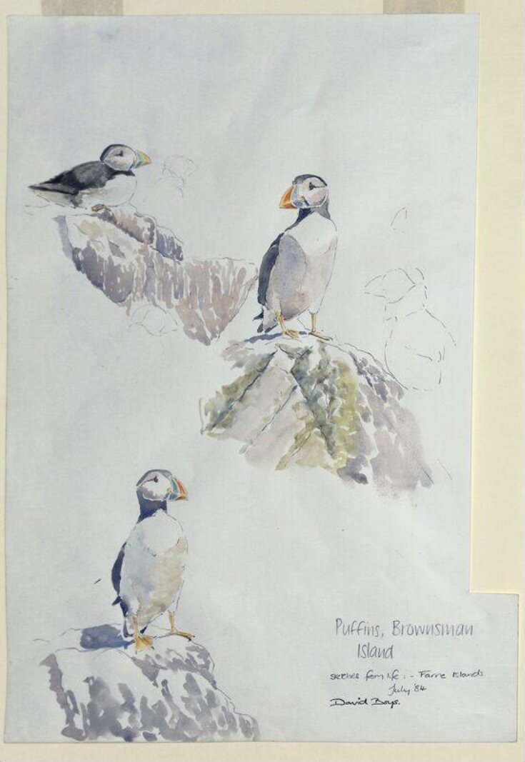 Field Sketches of Puffins image
