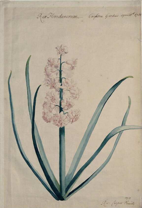 Rex Floridanorum