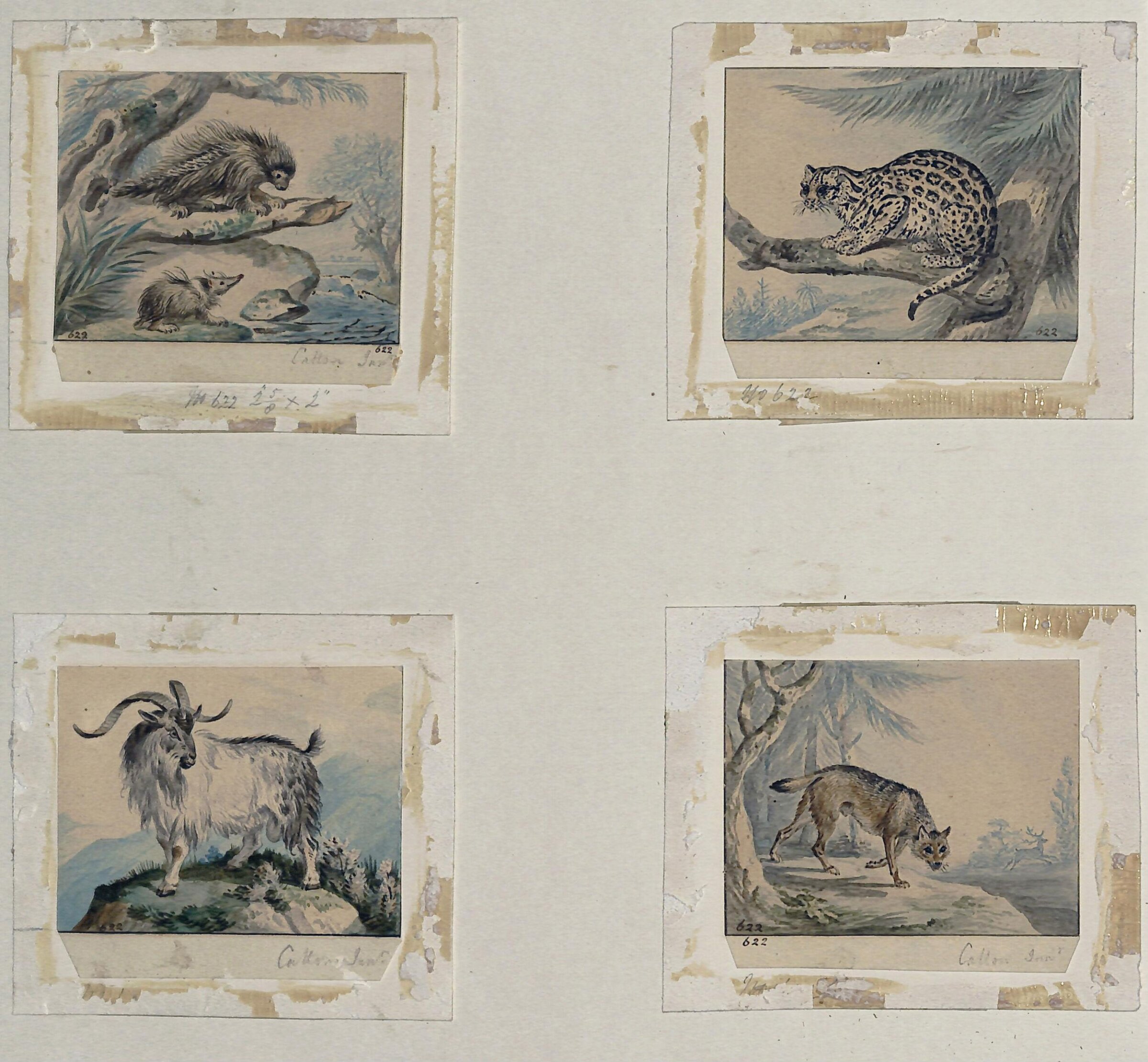 Four small drawings of animals for book illustrations, Charles Catton, ca. 1780-1819