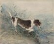 A dog watching a rat in the water at Dedham thumbnail 2
