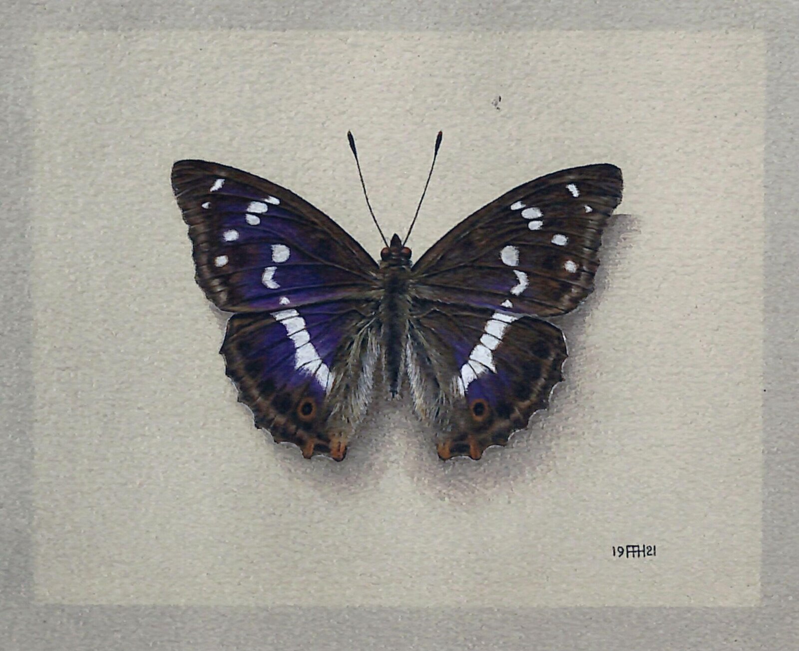The Purple Emperor Butterfly, Arthur A. Haserick, 1921
