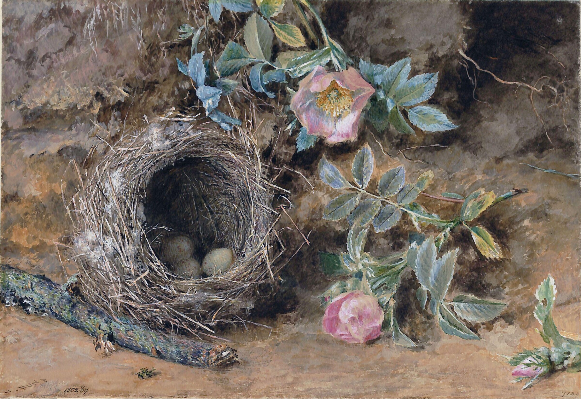 Wild Roses and Bird's Nest, William Henry Hunt, ca. 1810-60