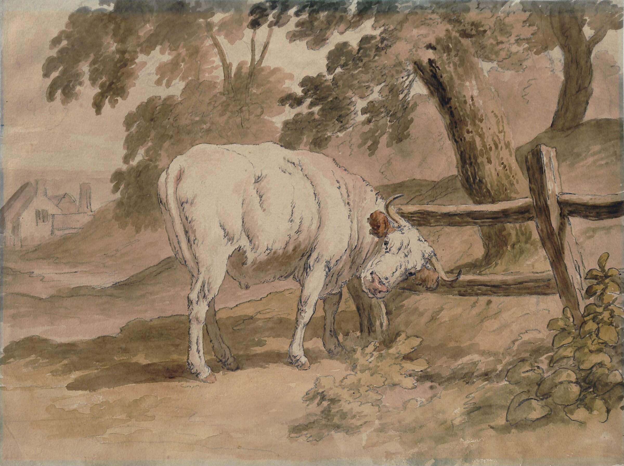 Ox Rubbing Itself Against Rails, Robert Hills, ca. 1790-1840