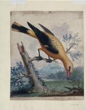 A Golden Thrush from Bengal thumbnail 2