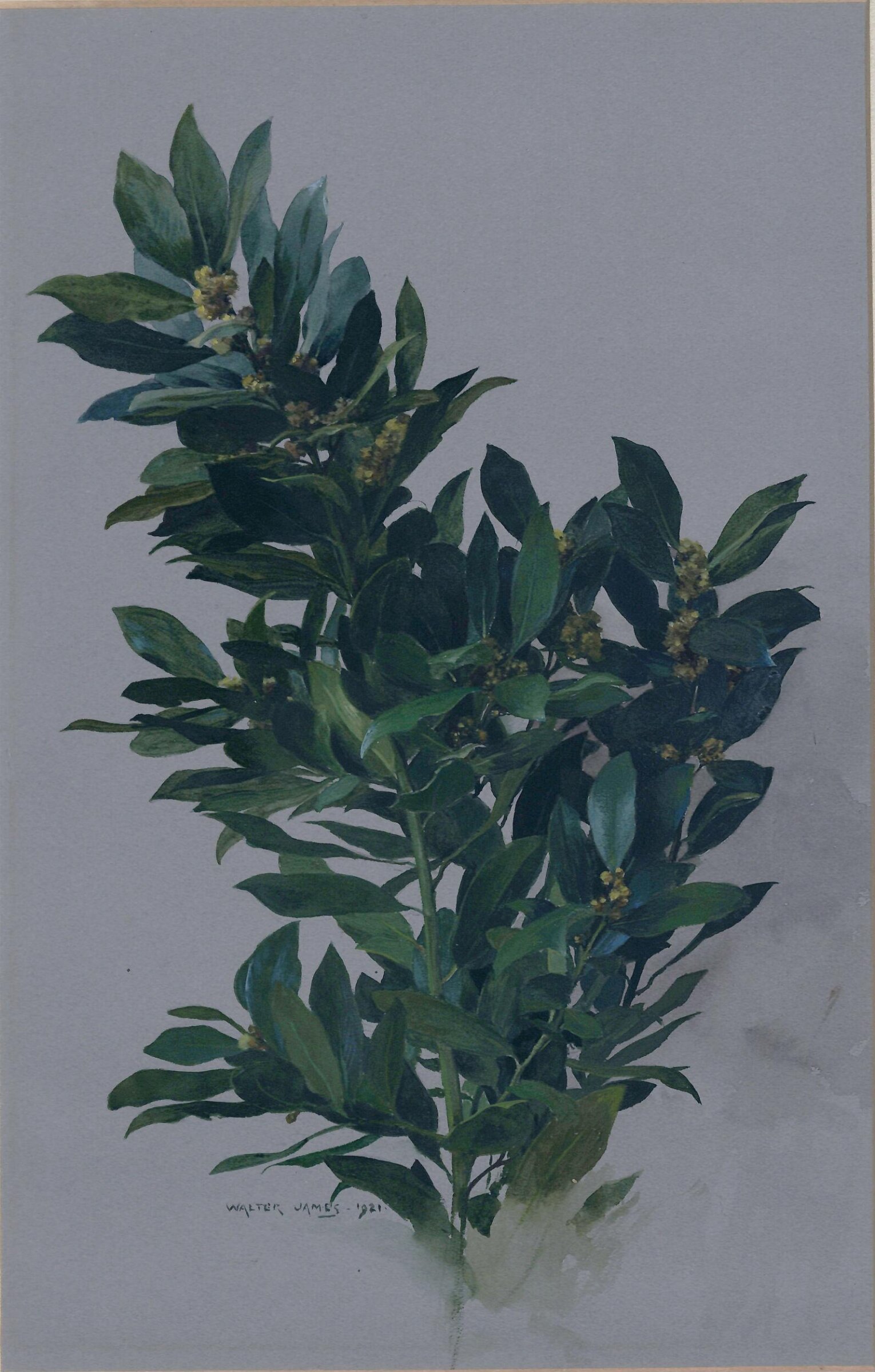 A Branch of Bay, Walter John James, 1921