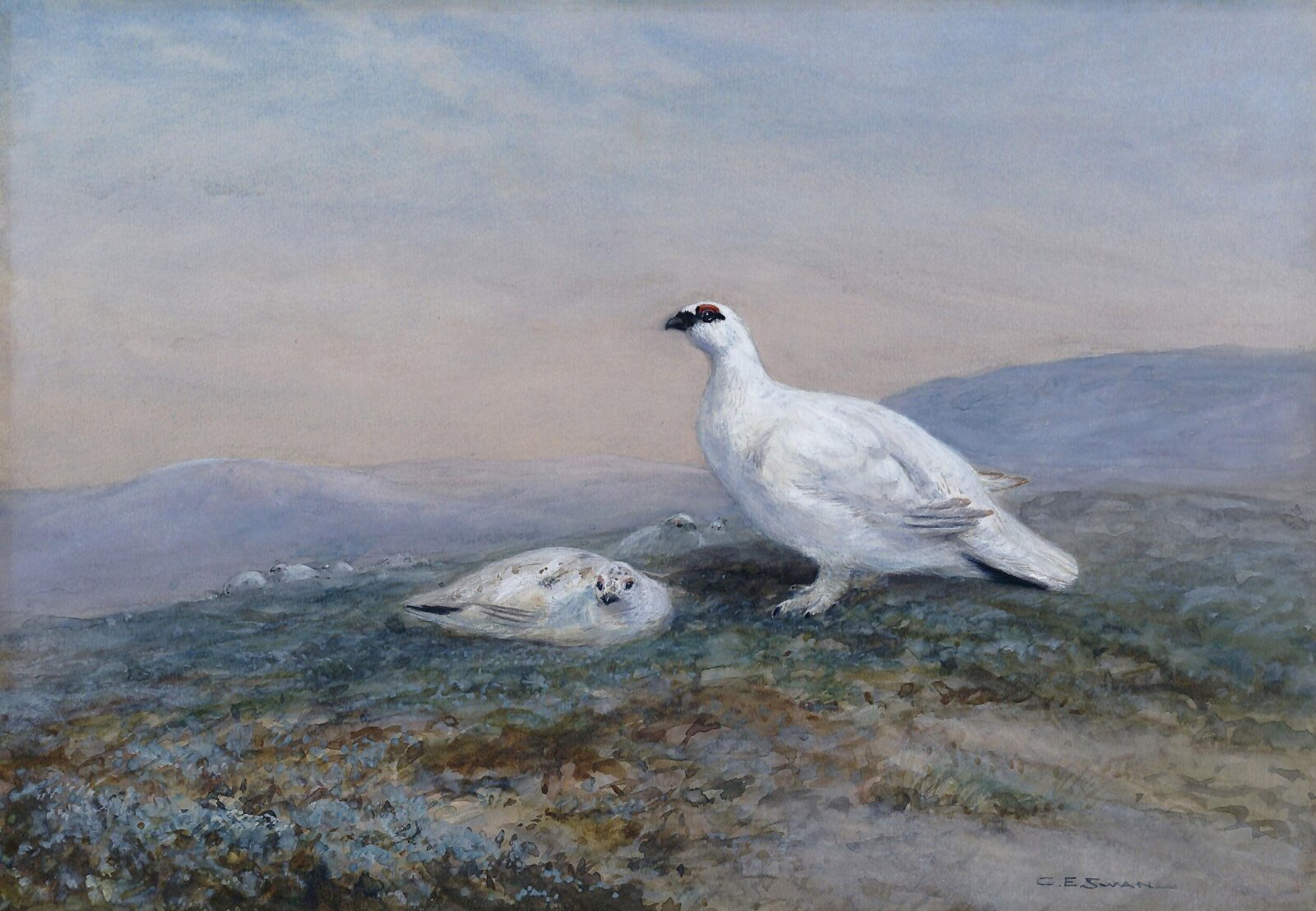 Ptarmigan, Charles Edward Swan, ca.1890-1931