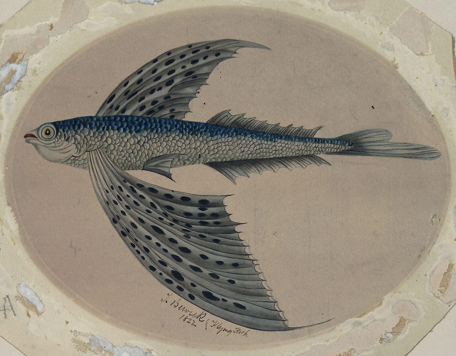 Flying fish, Bewick, late 18th century to early 19th century