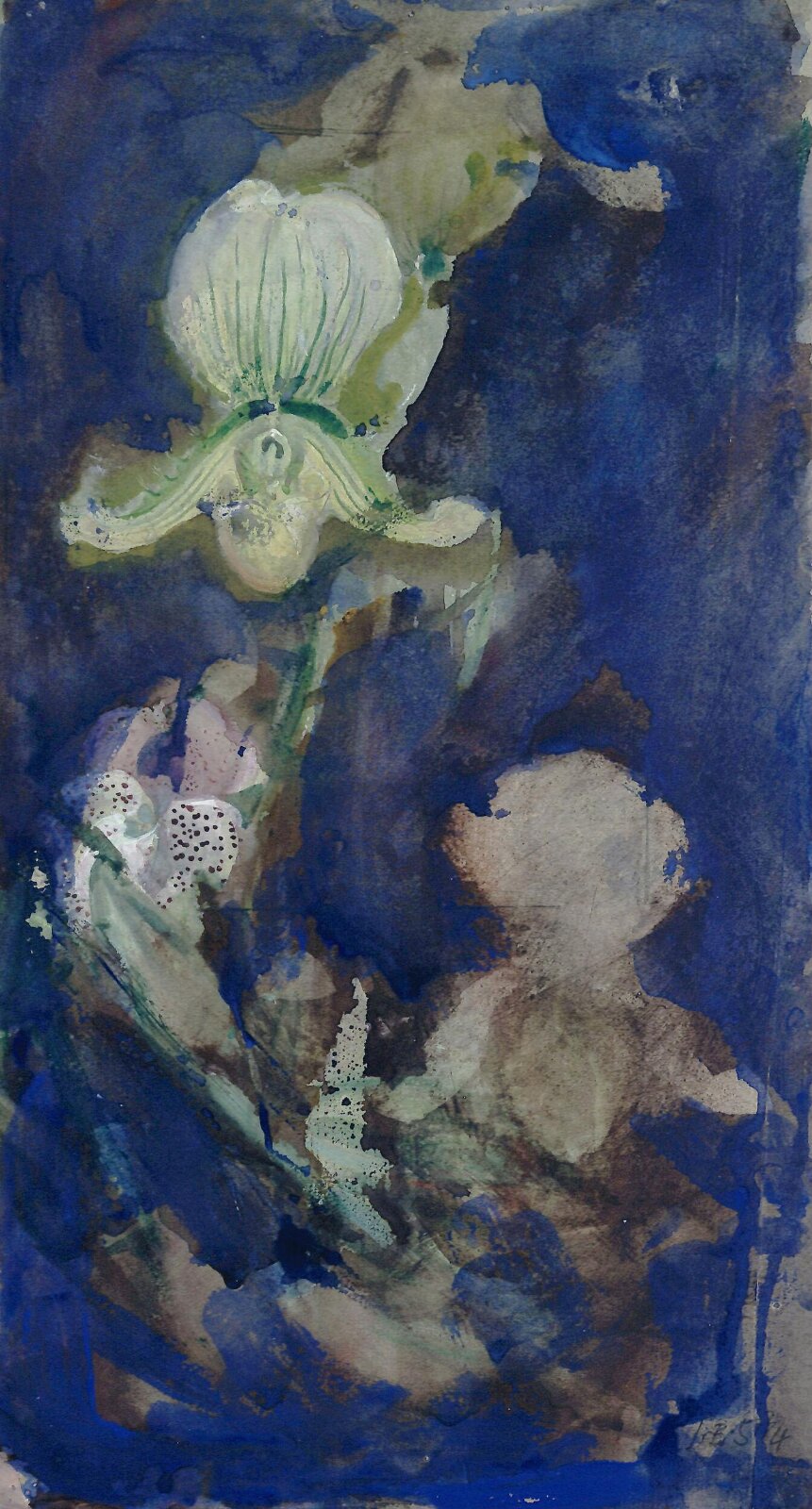 Slipper Orchids, Blatherwick, 1934