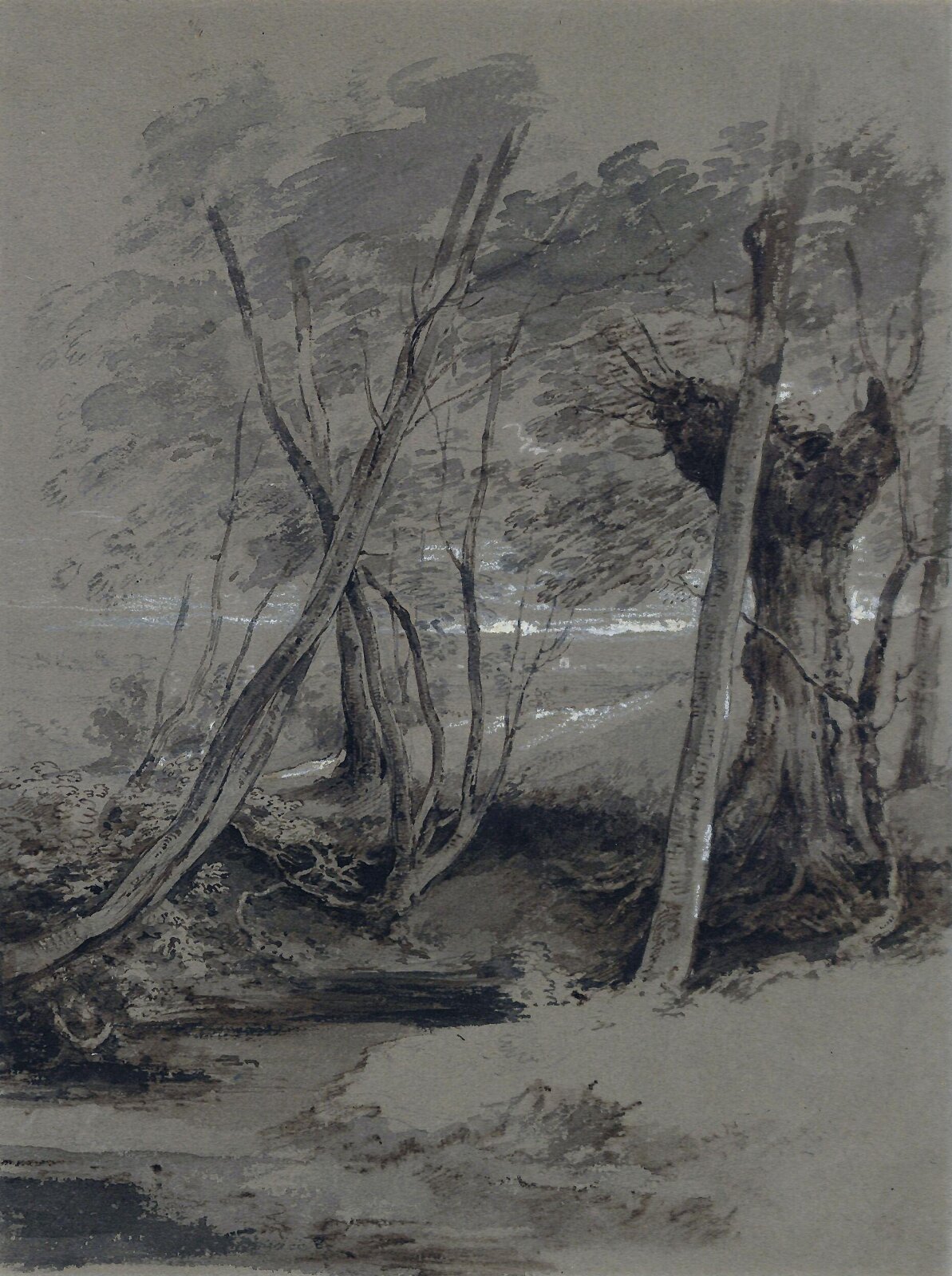 Study of Trees, edridge, early 19th century