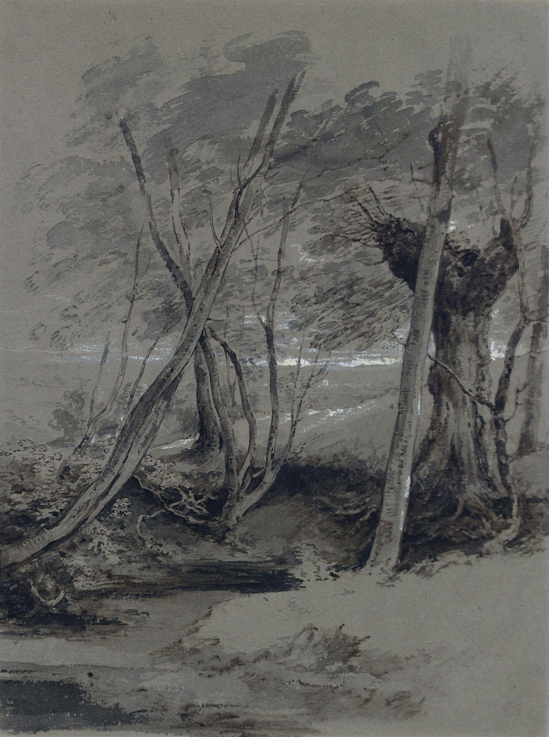 Study of Trees, edridge, early 19th century